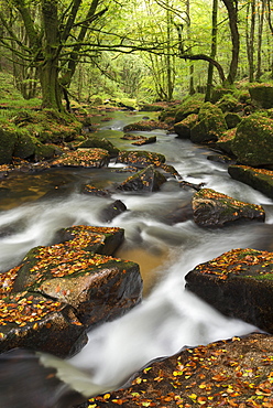 River Fowey tumbling through rocks at Golitha Falls, Cornwall, England, United Kingdom, Europe