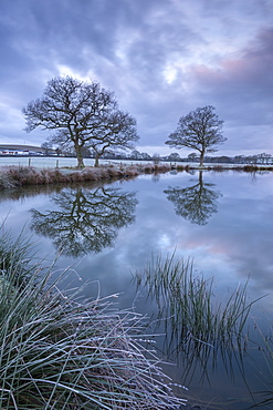 Frosty winter morning beside a rural pond, Morchard Road, Devon, England, United Kingdom, Europe