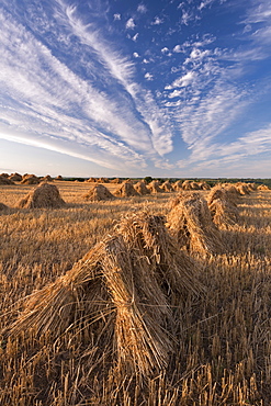 Corn stooks harvested for thatching purposes, Devon, England, United Kingdom, Europe