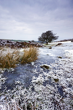 Snow and ice on Porlock Common in winter, Exmoor National Park, Somerset, England, United Kingdom, Europe