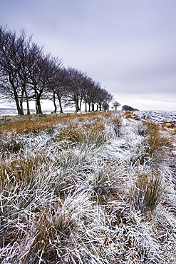 Snow dusted winter landscape by Alderman's Barrow Allotment, Exmoor National Park, Somerset, England, United Kingdom, Europe