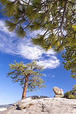 Pine tree on the exposed granite rock at Sentinel Dome, Yosemite National Park, UNESCO World Heritage Site, California, United States of America, North America