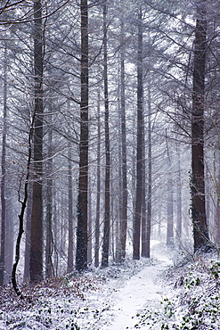 Footpath through a snow covered pine wood during a blizzard, Morchard Wood, Morchard Bishop, Devon, England, United Kingdom, Europe