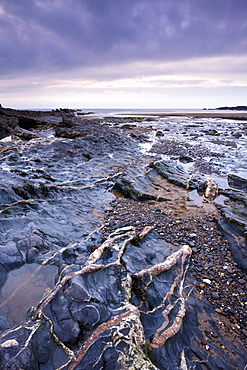 Quartz veins in the rocky shore at Crackington Haven, North Cornwall, England, United Kingdom, Europe