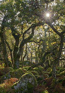 Sunshine radiates through Black a Tor copse, an ancient oak woodland on Dartmoor's high moorland, Devon, England, United Kingdom, Europe