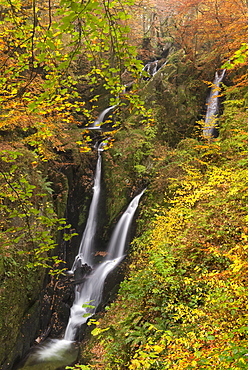 Stock Ghyll Force waterfall cascading through autumnal woodland, Lake District National Park, Cumbria, England, United Kingdom, Europe