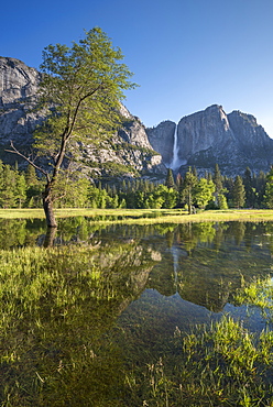 Flooded meadow in Yosemite Valley, Yosemite National Park, UNESCO World Heritage Site, California, United States of America, North America