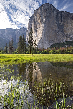 El Capitan reflected in a flood pool, Yosemite Valley, Yosemite National Park, UNESCO World Heritage Site, California, United States of America, North America