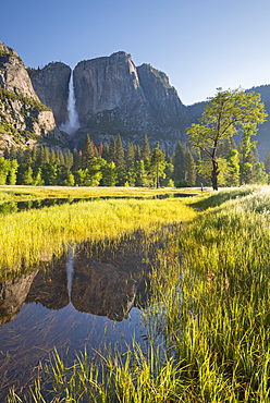 Yosemite Falls, reflected in a meadow flood pool, Yosemite Valley, Yosemite National Park, UNESCO World Heritage Site, California, United States of America, North America