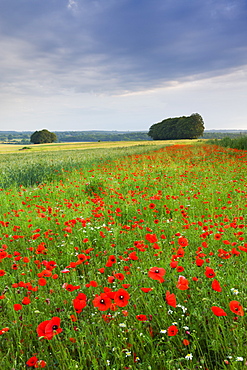 Wild poppies growing in a field near West Dean, Wiltshire, England, United Kingdom, Europe