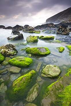 Algae covered rocks at Tregardock Beach, North Cornwall, England, United Kingdom, Europe