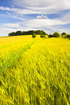 Summer crops growing in a Dorset field, England, United Kingdom, Europe