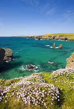 Sea thrift growing on the Cornish clifftops near Porthcothan Bay, Cornwall, England, United Kingdom, Europe