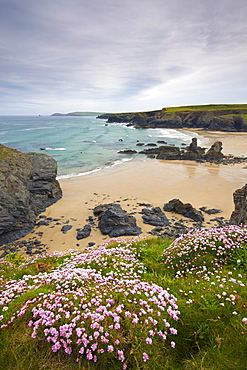 Sea thrift growing on the Cornish clifftops above Porthcothan Bay, Cornwall, England, United Kingdom, Europe