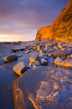 Ammonite fossils embedded in the rocks at Kilve, Somerset, England, United Kingdom, Europe