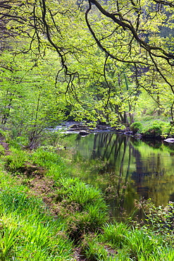 The River Teign flowing through Spring woodland near Fingle Bridge, Dartmoor National Park, Devon, England, United Kingdom, Europe