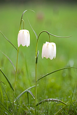 White snake's head fritillaries (Fritillaria meleagris) growing wild at North Meadow near Cricklade, Wiltshire, England, United Kingdom, Europe