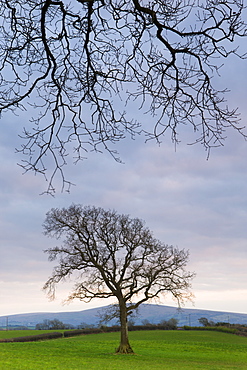 Tree in field with Dartmoor hills beyond, Itton Cross, Devon, England, United Kingdom, Europe