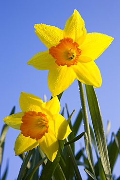 Golden trumpeted daffodils growing in the Devon countryside. Morchard Bishop, Devon, England, United Kingdom, Europe