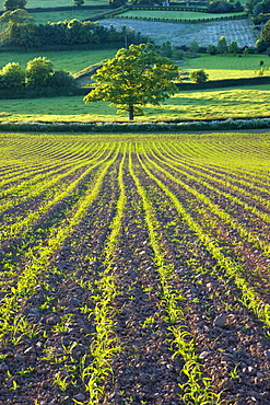 Summer crops growing in a field near Morchard Bishop, Crediton, Devon, England, United Kingdom, Europe