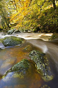 River Plym flowing through Dewerstone Wood in autumn, Dartmoor National Park, Devon, England, United Kingdom, Europe