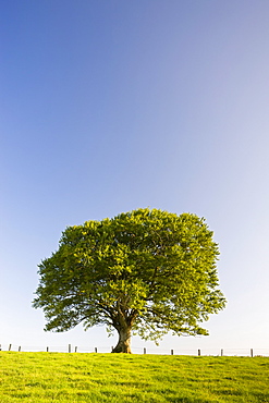 Single tree against a blue sky, Mid Devon, England, United Kingdom, Europe