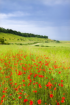 Wild poppies flowering in countryside near the village of West Dean, Wiltshire, England, United Kingdom, Europe