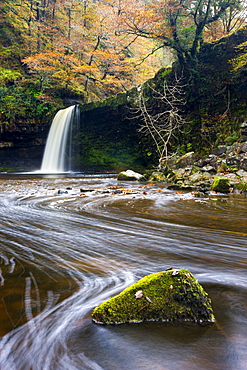 Sgwd Gwladus waterfall surrounded by autumnal foliage, near Ystradfellte, Brecon Beacons National Park, Powys, Wales, United Kingdom, Europe