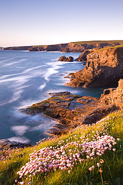 Flowering Sea Thrift (Armeria maritima) on the Cornish clifftops near Porthcothan, with views to Trevose Head, Cornwall, England, United Kingdom, Europe