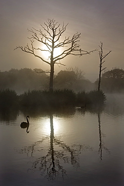 Misty summer morning on a fishing lake with dead trees and a swan, Morchard Road, Devon, England, United Kingdom, Europe