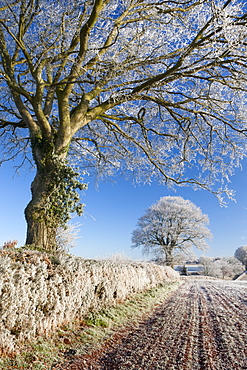 Hoar frosted beech trees in a field hedgerow in winter, Bow, Devon, England, United Kingdom, Europe