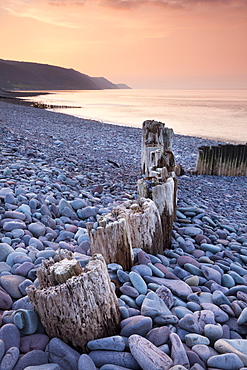 Weathered wooden groyne on Bossington Beach at sunset, Exmoor National Park, Somerset, England, United Kingdom, Europe