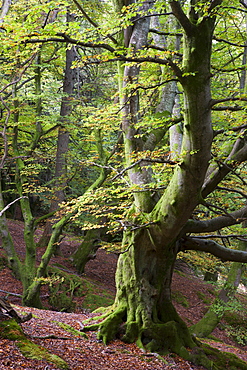 Ancient beech tree in deciduous woodland near Callander, Loch Lomond and The Trossachs National Park, Stirling, Scotland, United Kingdom, Europe