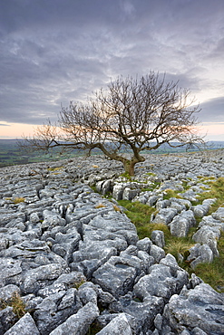 Gnarled tree growing through the limestone pavement on Twistleton Scar, Yorkshire Dales National Park, Yorkshire, England, United Kingdom, Europe