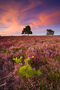 Pine sapling and mature trees growing amongst flowering heather on heathland, Rockford Common, New Forest National Park, Hampshire, England, United Kingdom, Europe