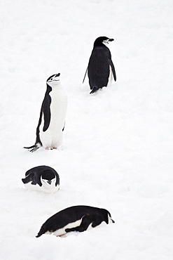 Chinstrap penguins (Pygoscelis antarcticus) at Half Moon Island in the South Shetland Islands, Antarctica, Polar Regions