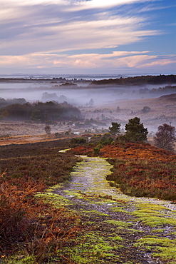 Pathway leading down into a misty New Forest valley, New Forest, Hampshire, England, United Kingdom, Europe