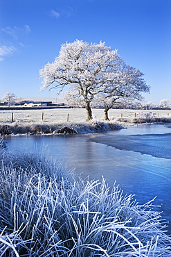 Hoar frosted trees and frozen lake in winter time, Morchard Road, Mid Devon, England, United Kingdom, Europe