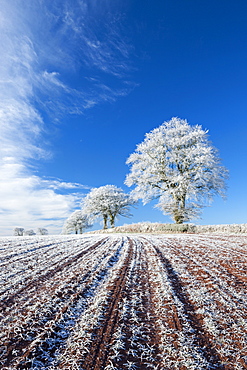 Hoar frosted farmland and trees in winter time, Bow, Mid Devon, England, United Kingdom, Europe