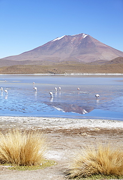 Flamingoes at Laguna Adeyonda on Altiplano, Potosi Department, Bolivia, South America