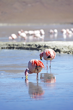 Flamingoes at Laguna Adeyonda on Altiplano, Potosi Department, Bolivia, South America