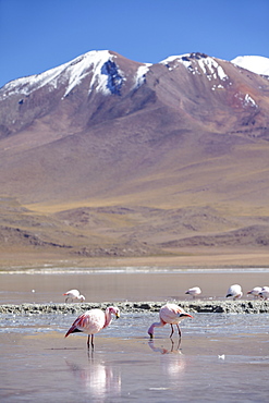 Flamingoes at Laguna Adeyonda on Altiplano, Potosi Department, Bolivia, South America