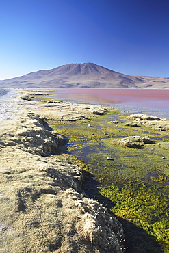 Laguna Colorada on the Altiplano, Potosi Department, Bolivia, South America