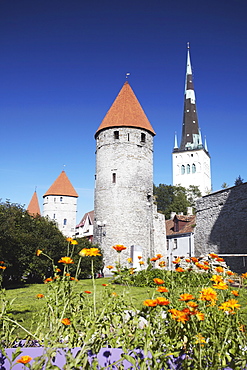 Garden outside Lower Town Wall with Oleviste Church in background, Tallinn, Estonia, Baltic States, Europe