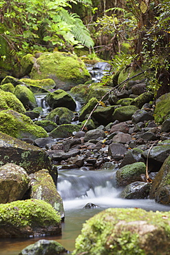 Stream on Kauaeranga Kauri Trail, Thames, Coromandel Peninsula, Waikato, North Island, New Zealand, Pacific