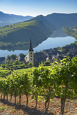 View of River Moselle and St. Lawrence's Church, Bremm, Rhineland-Palatinate, Germany, Europe