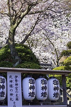 Cherry blossom at Kitano Tenman shrine, Kobe, Kansai, Japan, Asia