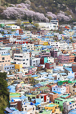 Colourful houses of Gamcheon Culture Village, Busan, South Korea, Asia