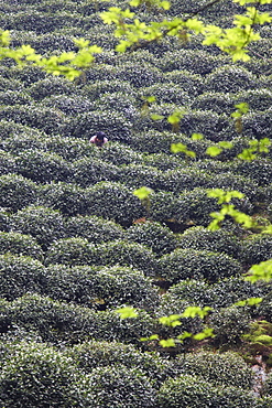 Woman picking tea, Longjing, Hangzhou, Zhejiang, China, Asia