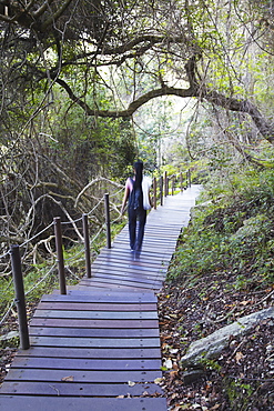 Woman walking on trail in Tsitsikamma National Park, Storms River, Eastern Cape, South Africa, Africa